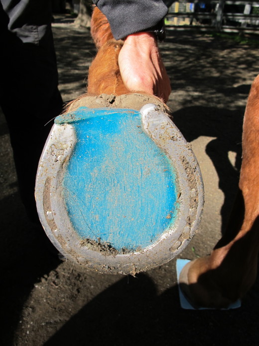 Equi-Pak|CS Fill in horse hoof