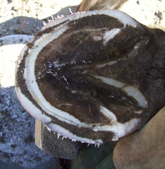 White Line Disease in a Horse Hoof