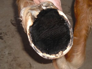 Sole-Guard by Vettec